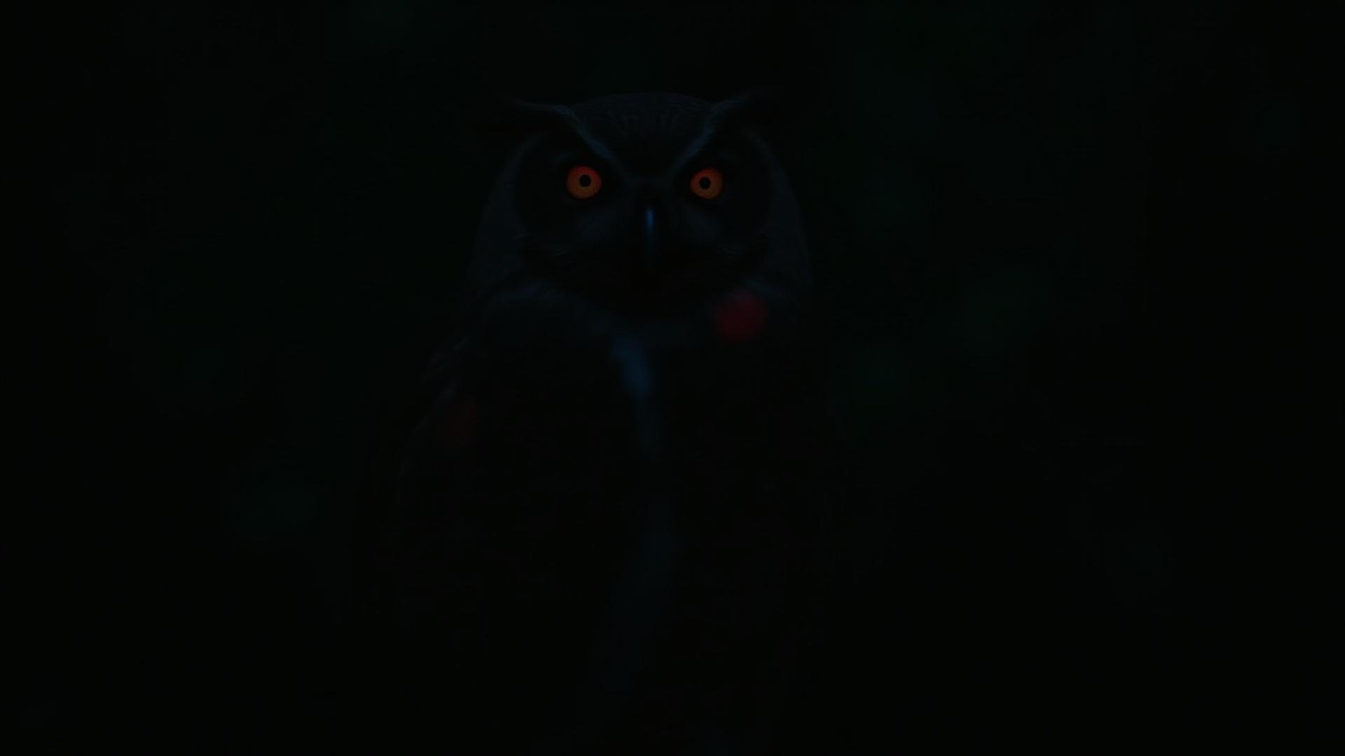 夜の森で赤色光に照らされ、自然な様子で佇むフクロウ